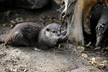 Portrait of eurasian otter (Lutra lutra)