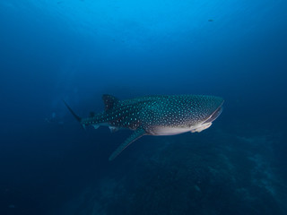 Naklejka premium Whale shark from top right side