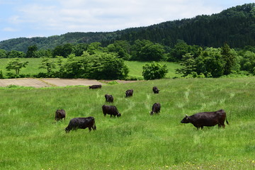 高原牧場の牛の群れ