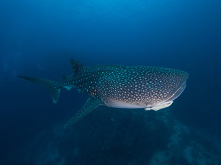 Fototapeta premium Whale shark from top right side