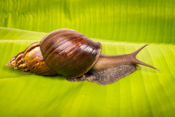 snail on the  banana leaf