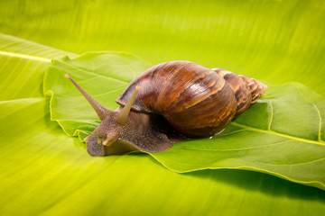 snail on the green leaf
