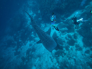 Whale shark with divers from above