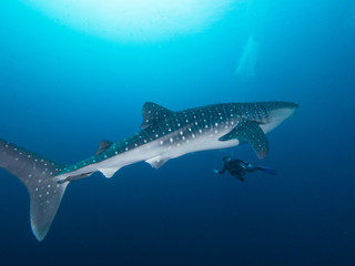 Naklejka premium Whale shark with a diver