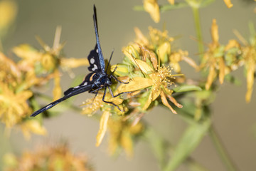 Amata phegea blue moth on a yellow flower
