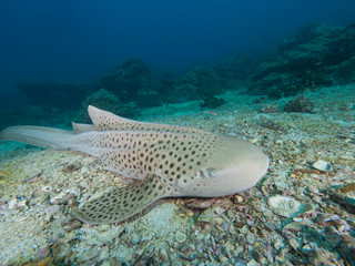 Naklejka na ściany i meble Leopard Shark resting on the sandy bottom