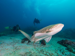 Fototapeta premium Leopard Shark swimming with two divers behind