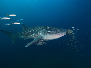 Fototapeta premium Whale shark with an entourage of fish around it