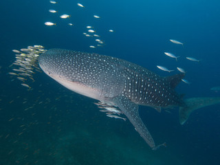 Whale sharkWhale shark with an entourage of fish around it