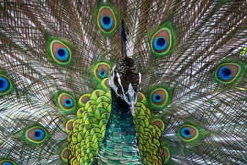 Obraz premium Peacock with tail in plume