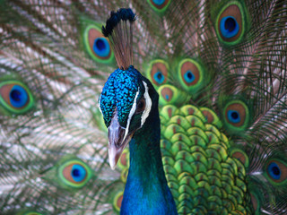 Obraz premium Peacock with tail in plume