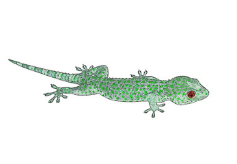 Green lizard.