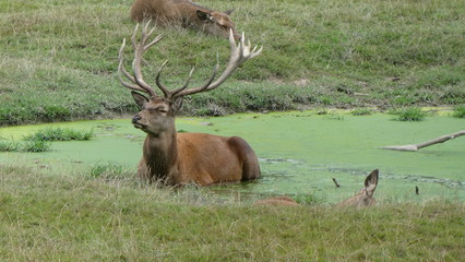 Hirsch