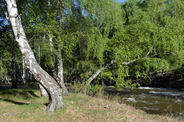 Mountain river Bolshoy Yaloman in the Altai Republic
