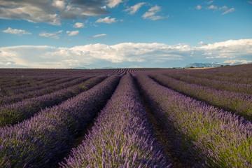 Fototapeta na wymiar Lavender field, France