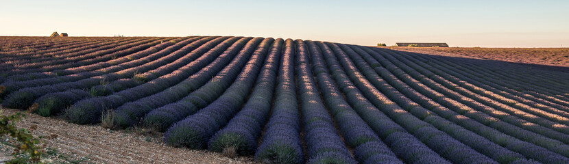 Lavender field, France