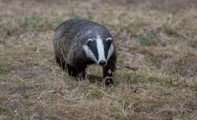 Badger in field