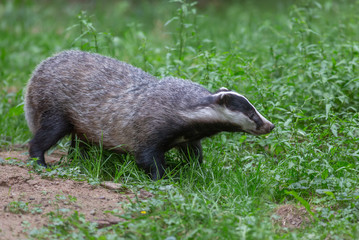 Badger in field