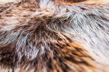 Fur of a wild northern forest fluffy animal