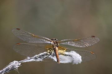 dragonfly