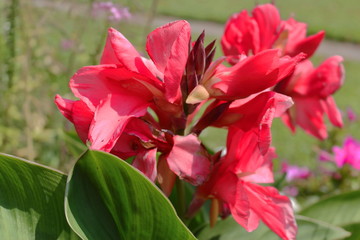 Rose de fleur