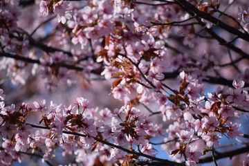 Cherry blossoms blooming