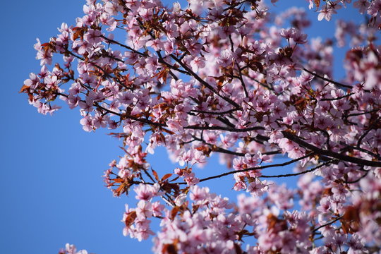 Cherry blossoms blooming