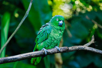 Amazon Cute Parrot