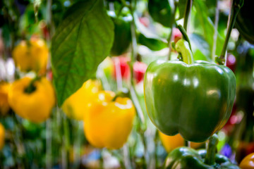Bell Peppers in a Field