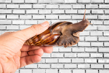 Snail with hand isolated on white background
