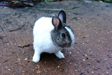 White-brown rabbit are five years old.It is a beautiful animal.