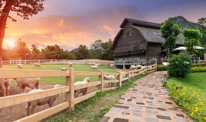Sheeps in agriculture farm.