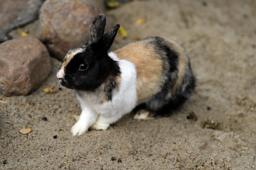 Full body of multicolor domestic pygmy rabbit (bunny)
