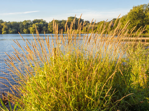 Beautiful golden light of sunset at Pickmere Lake, Pickmere, Northwich, Cheshire, UK