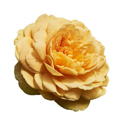 Beautiful yellow rose. Isolated on a white background
