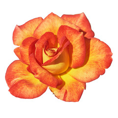 Beautiful red yellow rose. Isolated on a white background