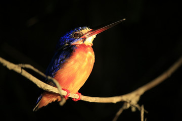 kingfisher  in a tree during the night