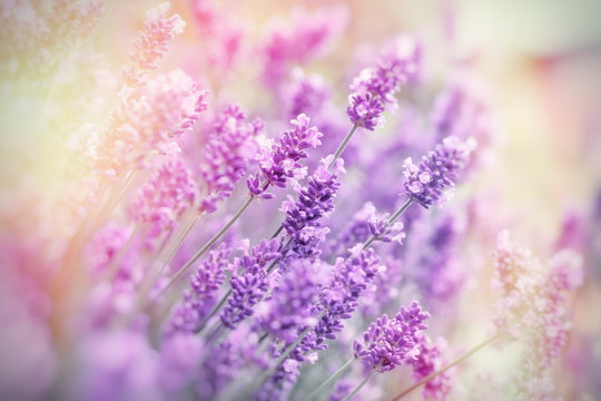 Selective and soft focus on lavender flower, lavender flowers in flower garden