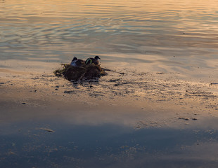 Ducks nest building on Pickmere Lake at sunset, Pickmere, Northwich, Cheshire, UK