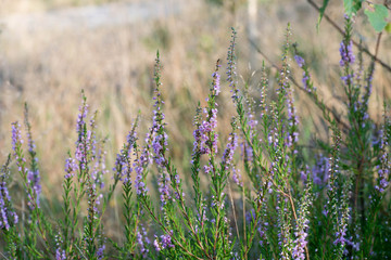 heather flowers macro