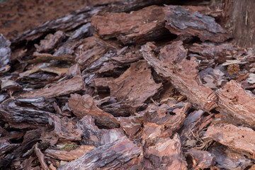 pieces of pine bark on ground