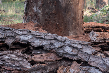 Fototapeta na wymiar diseased damaged pine tree