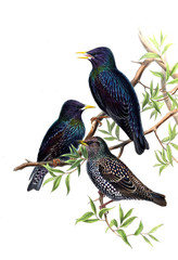Illustration of bird