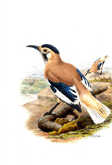 Illustration of bird