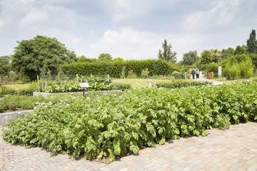 Fototapeta na wymiar Potatoes garden