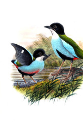 Illustration of bird