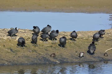 Coots - Fulica atra, Crete 