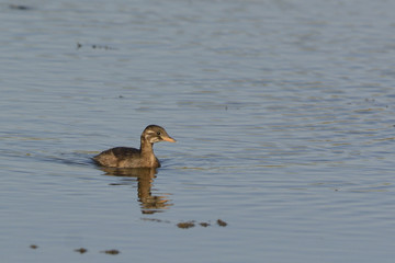 Juvenile Little Grebe - Tachybaptus ruficollis, Crete
