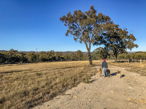 Country scene on Australian rural property. Farmer is   walking her dogs on a dirt road on a rural cattle property.  Area is in drought. Darling Downs, Australia.
