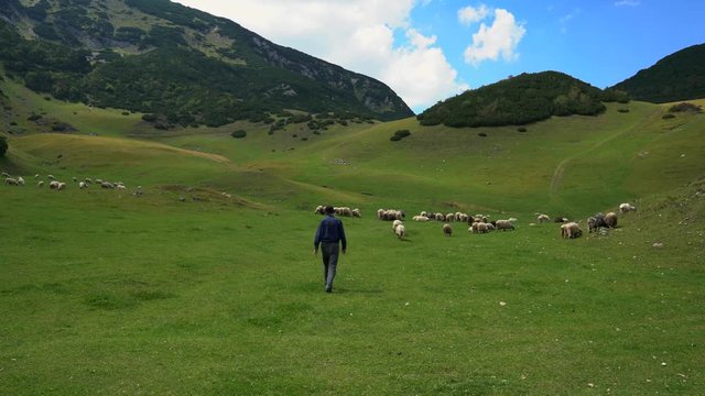 Man goes to flock of sheep in mountain - (4K)